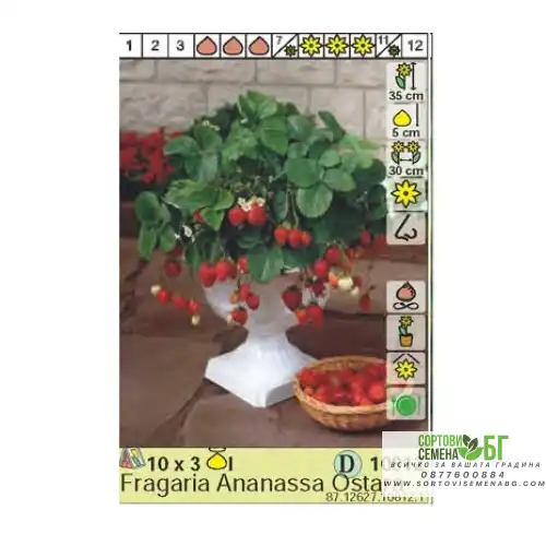 Ягоди Остара / Fragaria × ananassa Ostara - 3 бр корени Ягоди Остара / Fragaria × ananassa Ostara - 3 бр корени
