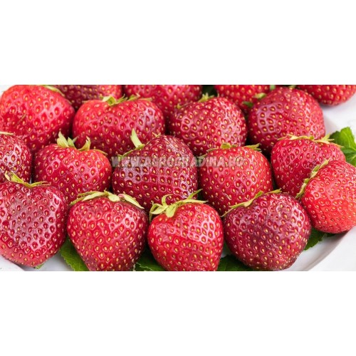 Ягоди Остара / Fragaria × ananassa Ostara - 3 бр корени