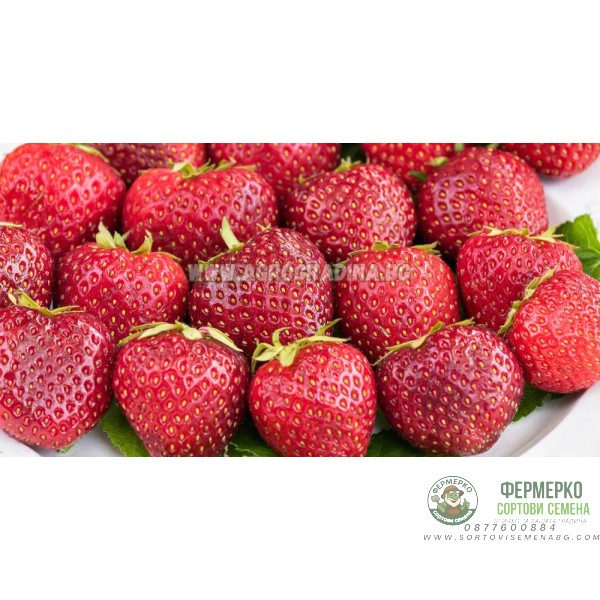 Ягоди Остара Fragaria × ananassa Ostara - 3 бр корени