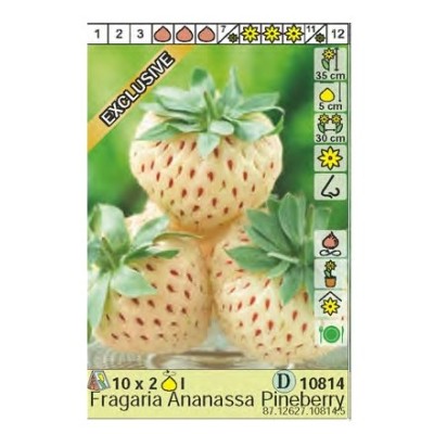 Ягоди Пайнбери / Fragaria × ananassa Pineberry - 2 бр корени