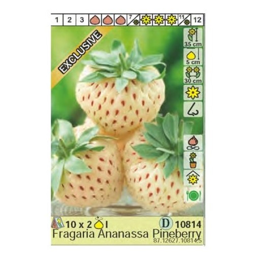 Ягоди Пайнбери / Fragaria × ananassa Pineberry - 2 бр корени