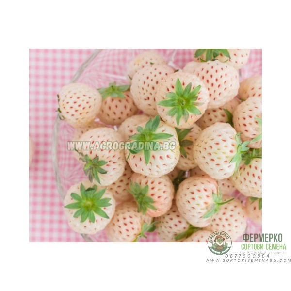 Ягоди Пайнбери Fragaria × ananassa Pineberry - 2 бр корени