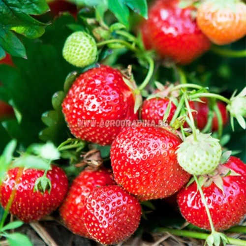 Ягоди Распи / Fragaria × ananassa Raspy Strawberry - 2 бр корени