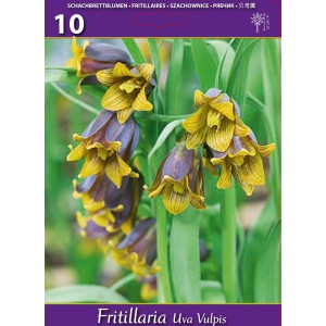 Фритилариа (гроздова лисица) / Fritillaria uva vulpis - 10 бр луковици