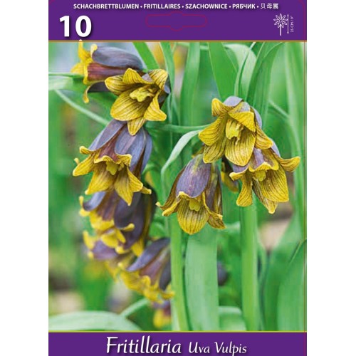 Фритилариа (гроздова лисица) / Fritillaria uva vulpis - 10 бр луковици