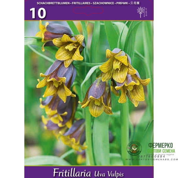 Фритилариа (гроздова лисица) Fritillaria uva vulpis - 10 бр луковици