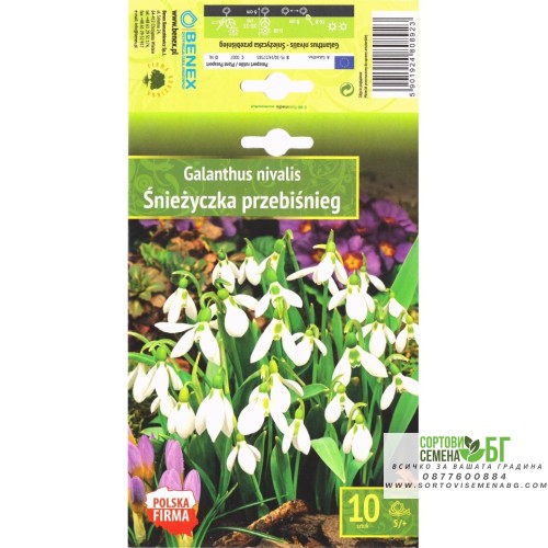 Кокиче / Galanthus nivalis - 10 бр луковици
