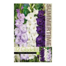 Гладиоли Синьо-Бял Микс Gladiolus L - 12 бр луковици