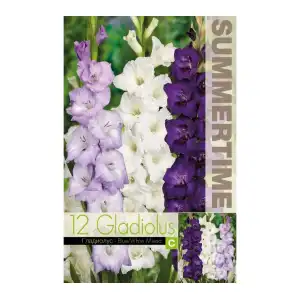 Гладиоли Синьо-Бял Микс / Gladiolus L - 12 бр луковици