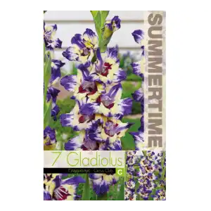 Гладиоли Circus Club / Gladiolus L - 7 бр луковици