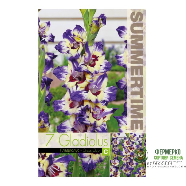 Гладиоли Circus Club Gladiolus L - 7 бр луковици