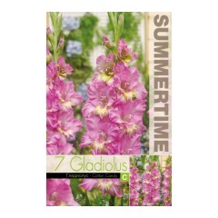 Гладиоли Захарен памук Gladiolus L - 7 бр луковици