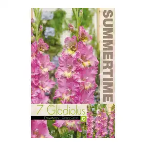 Гладиоли Захарен памук / Gladiolus L - 7 бр луковици