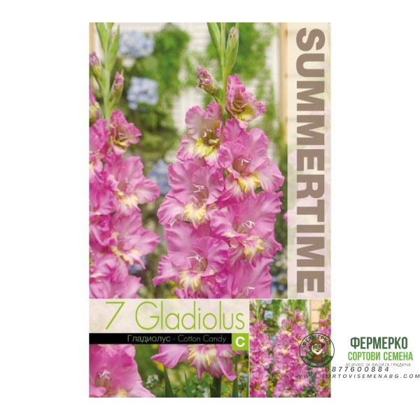 Гладиоли Захарен памук Gladiolus L - 7 бр луковици