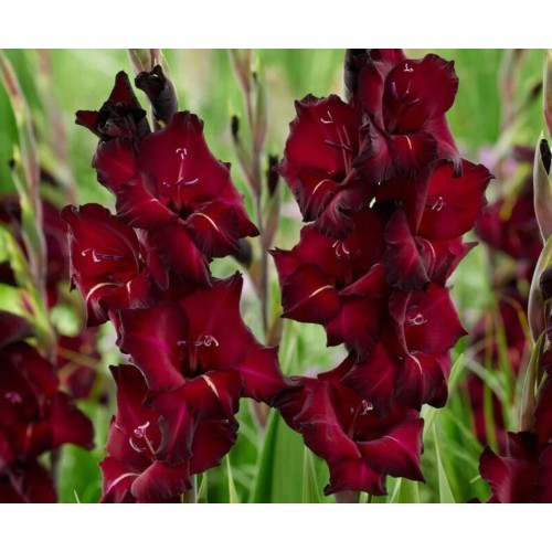 Гладиоли Espresso / Gladiolus L - 7 бр луковици