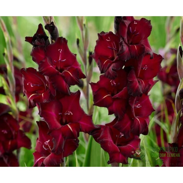 Гладиоли Espresso Gladiolus L - 7 бр луковици
