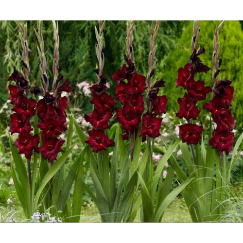 Гладиоли Espresso / Gladiolus L - 7 бр луковици