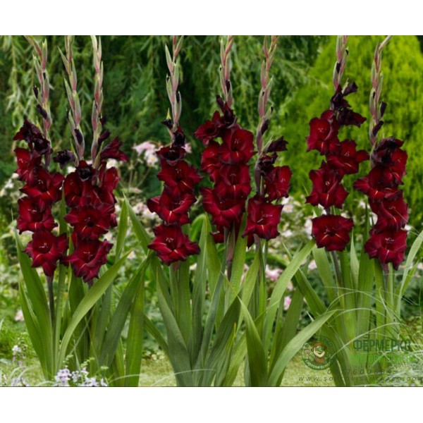 Гладиоли Espresso Gladiolus L - 7 бр луковици