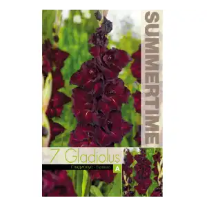 Гладиоли Espresso / Gladiolus L - 7 бр луковици