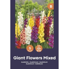 Гладиоли Гигант Микс Giant Flowers Mix - 5 бр луковици