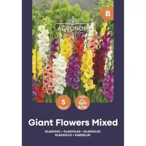 Гладиоли Гигант Микс / Giant Flowers Mix - 5 бр луковици
