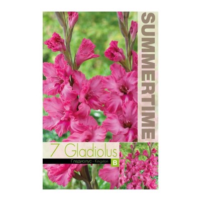 Гладиоли Kingston / Gladiolus L - 7 бр луковици