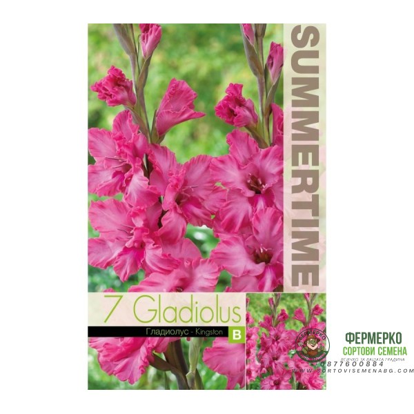 Гладиоли Kingston Gladiolus L - 7 бр луковици