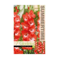 Гладиоли Pretty Guy Gladiolus L - 7 бр луковици