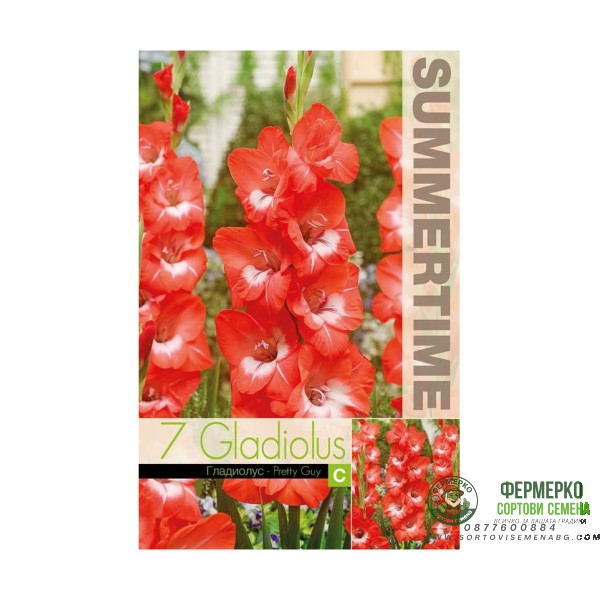 Гладиоли Pretty Guy Gladiolus L - 7 бр луковици