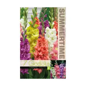 Гладиоли Къдрав Микс / Gladiolus L - 7 бр луковици