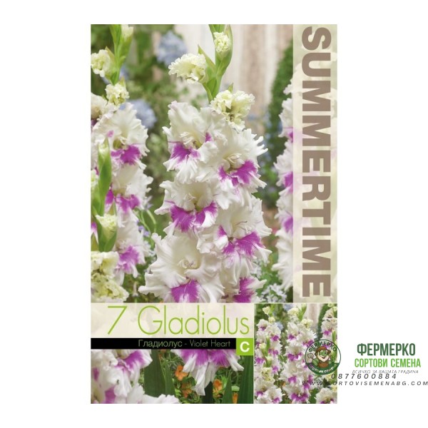 Гладиоли Виолетово сърце Gladiolus L - 7 бр луковици