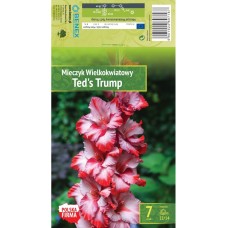 Гладиоли Teds Trump - 7 бр луковици