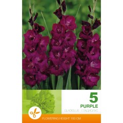 Гладиоли Лилави - 5 бр луковици