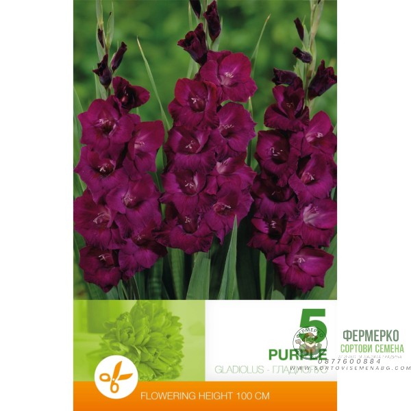 Гладиоли Лилави - 5 бр луковици