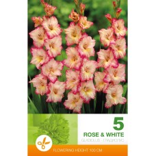 Гладиоли Розово и Бяло - 5 бр луковици