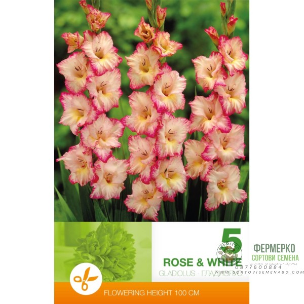 Гладиоли Розово и Бяло - 5 бр луковици