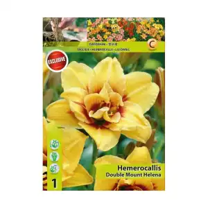 Хемерокалис / Hemerocallis Double Mount Helena - 1 бр луковица