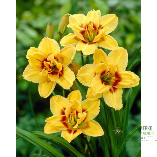 Хемерокалис Hemerocallis Double Mount Helena - 1 бр луковица