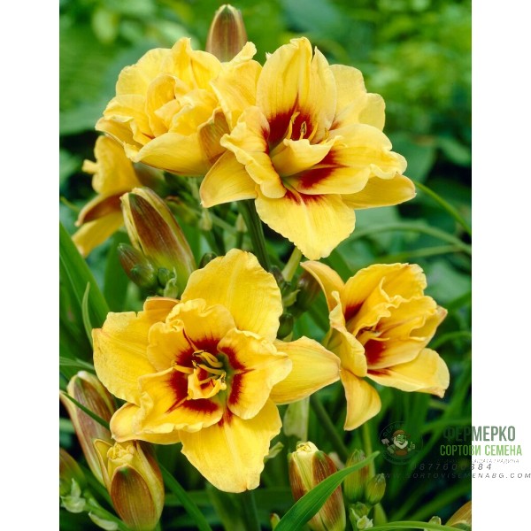 Хемерокалис Hemerocallis Double Mount Helena - 1 бр луковица