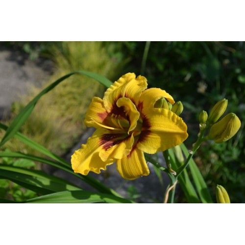 Хемерокалис / Hemerocallis Double Mount Helena - 1 бр луковица