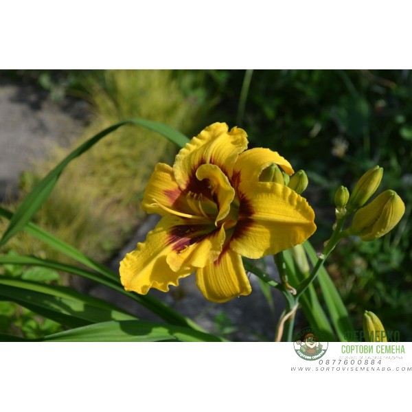 Хемерокалис Hemerocallis Double Mount Helena - 1 бр луковица