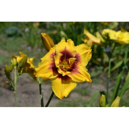 Хемерокалис / Hemerocallis Double Mount Helena - 1 бр луковица