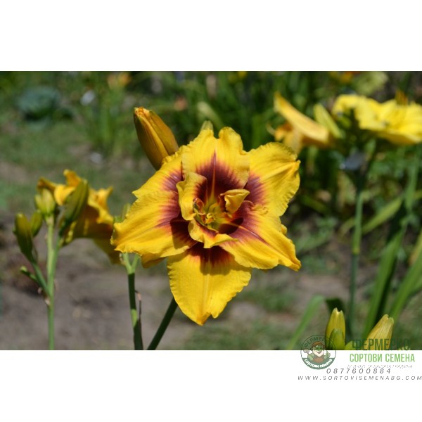 Хемерокалис Hemerocallis Double Mount Helena - 1 бр луковица