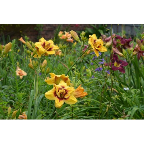 Хемерокалис / Hemerocallis Double Mount Helena - 1 бр луковица