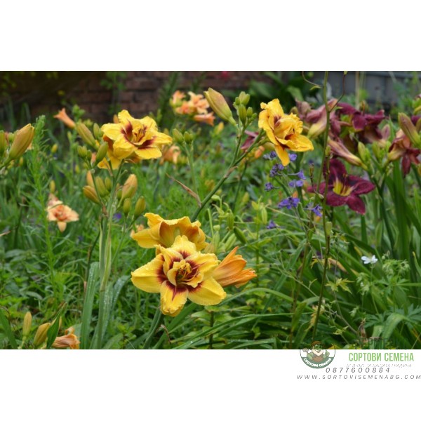 Хемерокалис Hemerocallis Double Mount Helena - 1 бр луковица
