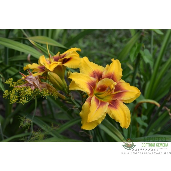 Хемерокалис Hemerocallis Double Mount Helena - 1 бр луковица