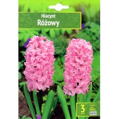 Зюмбюл Източен Розов Hyacinthus orientalis Rozowy - 3 бр луковици