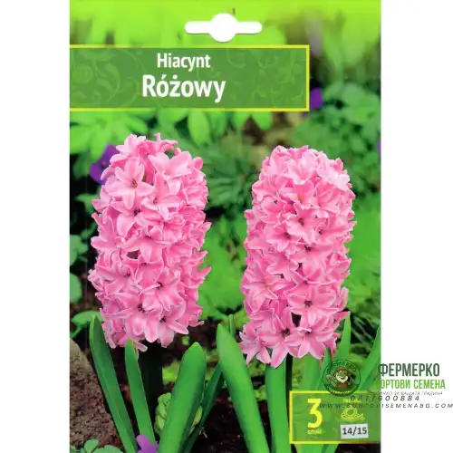 Зюмбюл Източен Розов / Hyacinthus orientalis Rozowy - 3 бр луковици