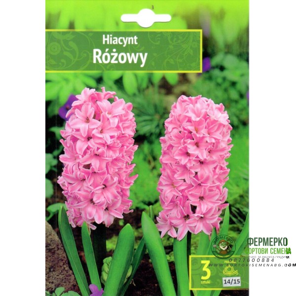 Зюмбюл Източен Розов Hyacinthus orientalis Rozowy - 3 бр луковици