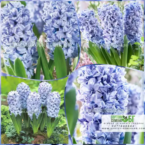 Зюмбюл Делфт Син / Hyacinthus Delft Blue - 3 бр луковици